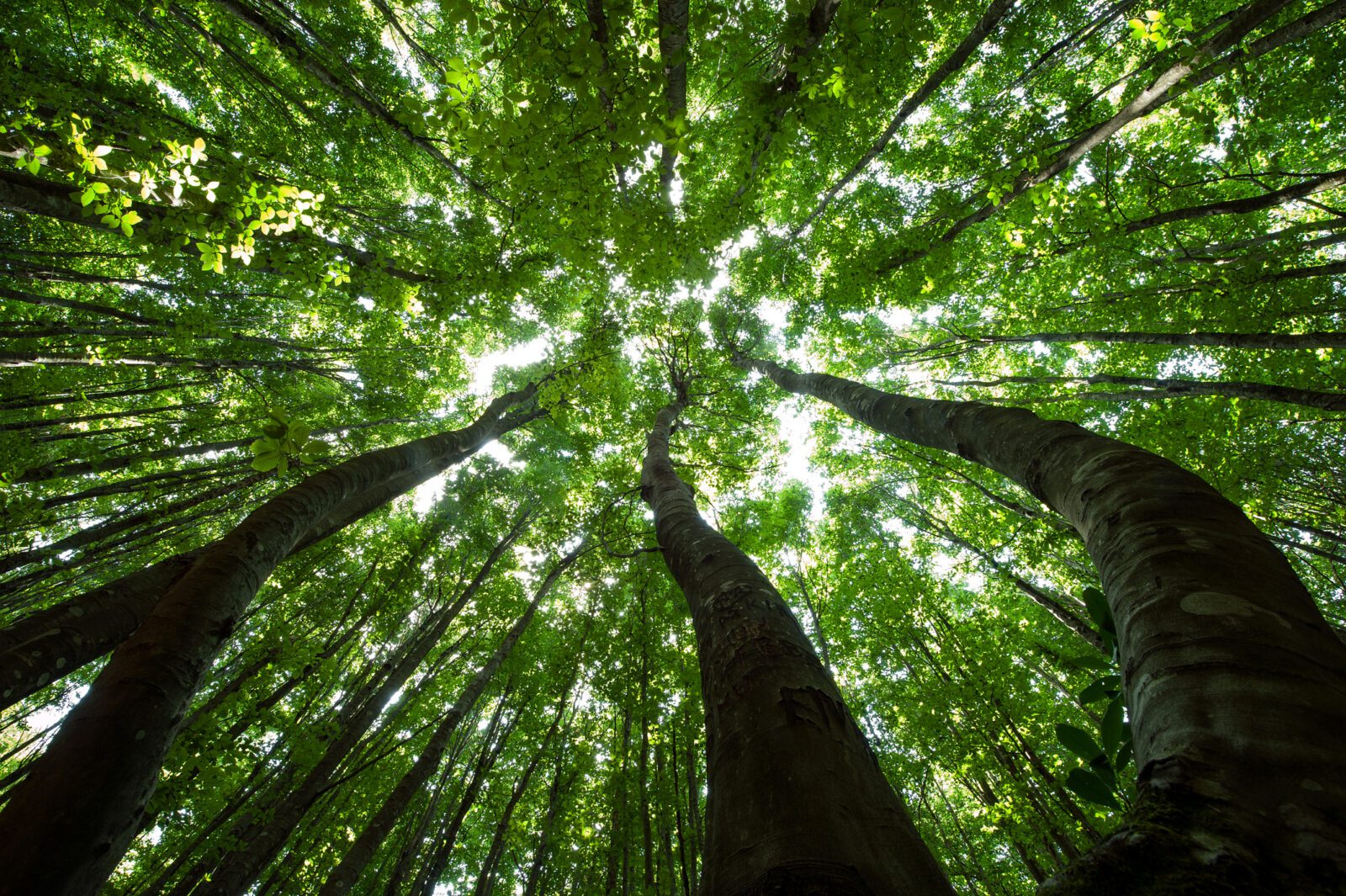 Hidden Gem: Flourishing Performance Indicators
